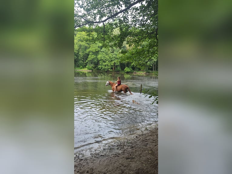 Cheval de sport allemand Hongre 17 Ans 162 cm Alezan in Oberkrämer OT Bötzow