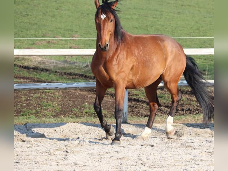 Cheval de sport allemand Hongre 17 Ans 166 cm Bai in Bad Tölz