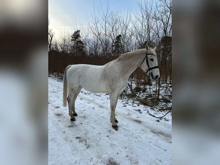 Cheval de sport allemand Hongre 17 Ans 170 cm Gris moucheté in Wahlitz