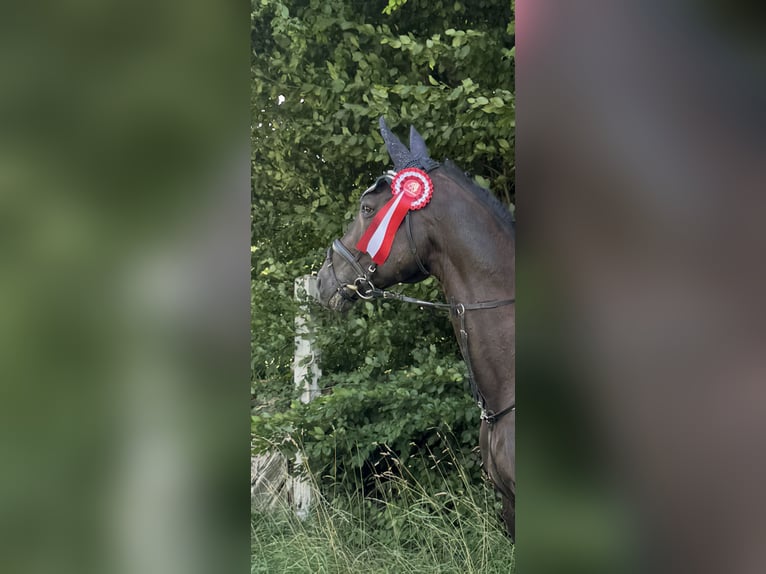 Cheval de sport allemand Hongre 17 Ans 171 cm Noir in Immenstadt im Allgäu
