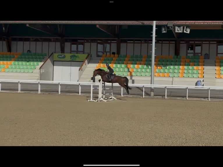Cheval de sport allemand Hongre 17 Ans 172 cm Bai in Thalwil