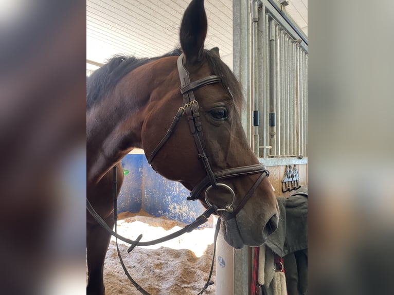 Cheval de sport allemand Hongre 17 Ans 172 cm Bai in Zürich