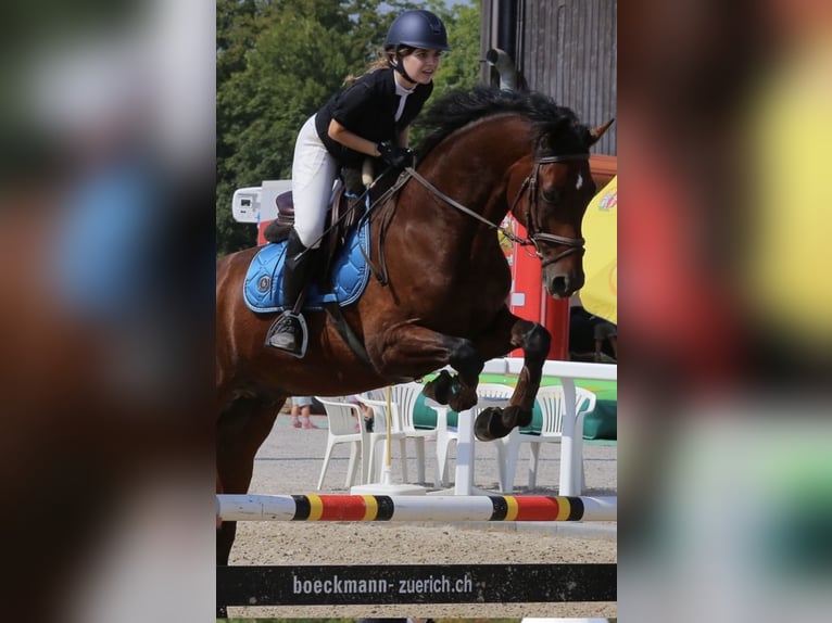 Cheval de sport allemand Hongre 17 Ans 172 cm Bai in Zürich
