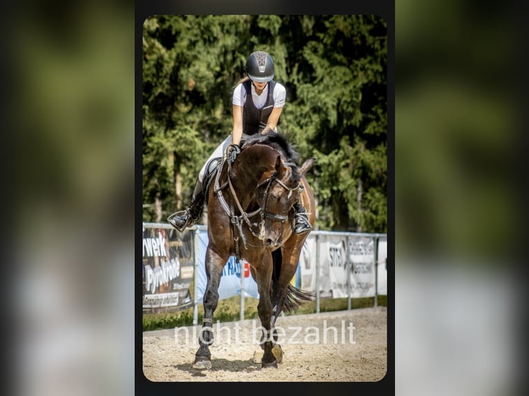 Cheval de sport allemand Hongre 17 Ans 173 cm Bai brun in Neuhofen an der Ybbs