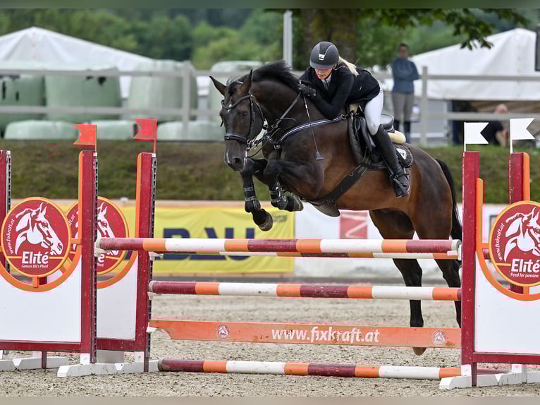 Cheval de sport allemand Hongre 17 Ans 173 cm Bai brun in Neuhofen an der Ybbs