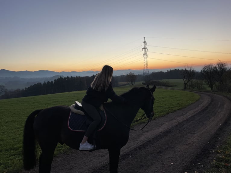 Cheval de sport allemand Hongre 17 Ans 173 cm Bai brun in Neuhofen an der Ybbs
