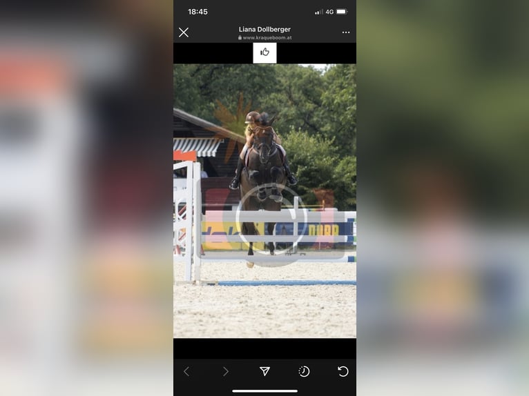 Cheval de sport allemand Hongre 17 Ans 173 cm Bai brun in Neuhofen an der Ybbs
