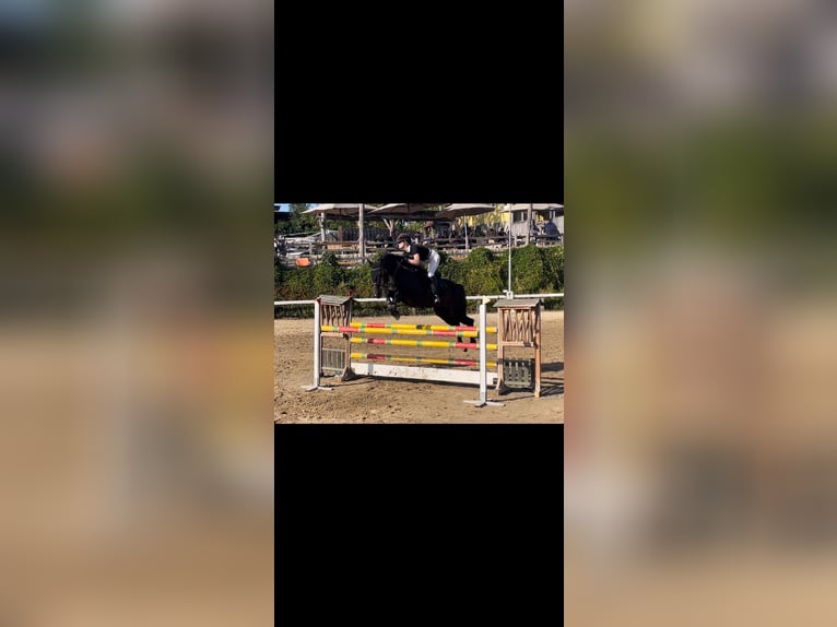 Cheval de sport allemand Hongre 17 Ans 173 cm Bai brun in Neuhofen an der Ybbs