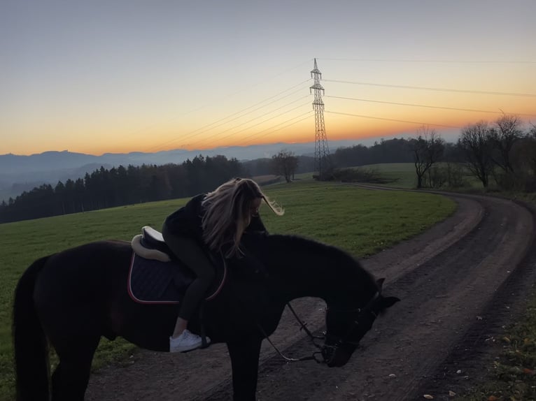 Cheval de sport allemand Hongre 17 Ans 173 cm Bai brun in Neuhofen an der Ybbs