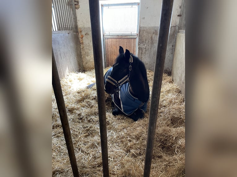 Cheval de sport allemand Hongre 17 Ans 173 cm Bai brun in Neuhofen an der Ybbs