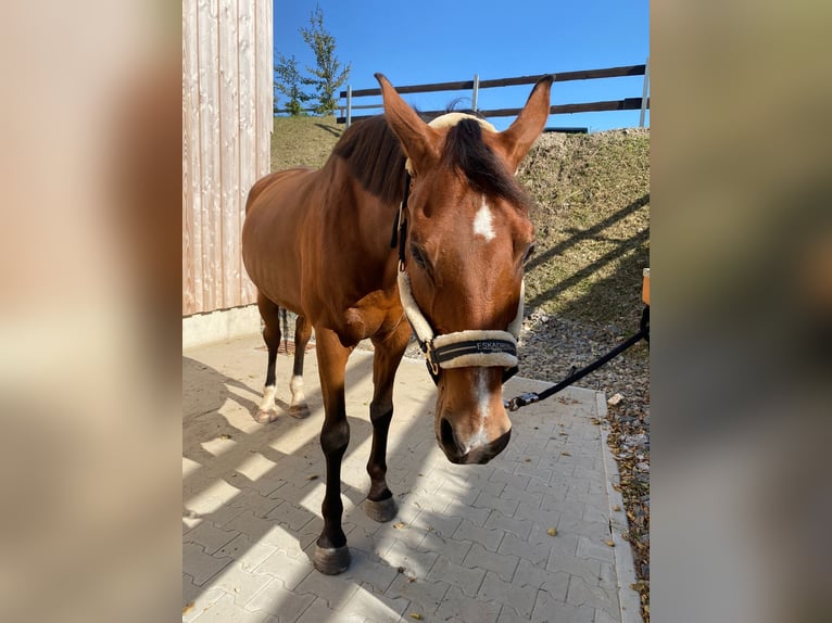 Cheval de sport allemand Hongre 17 Ans 175 cm Bai in Sehmatal