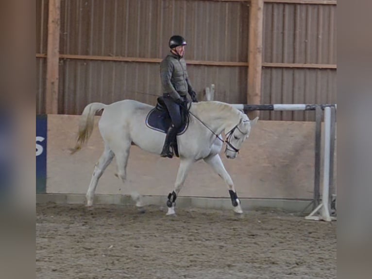 Cheval de sport allemand Hongre 17 Ans 178 cm Gris in Schattendorf