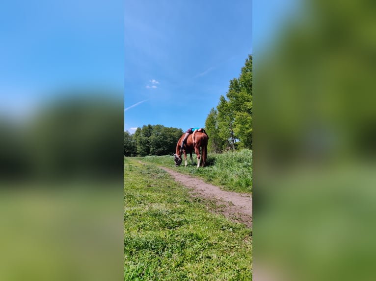 Cheval de sport allemand Hongre 18 Ans 162 cm Alezan in Oberkrämer OT Bötzow