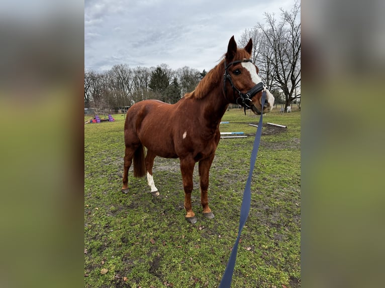 Cheval de sport allemand Hongre 18 Ans 162 cm Alezan in Oberkrämer