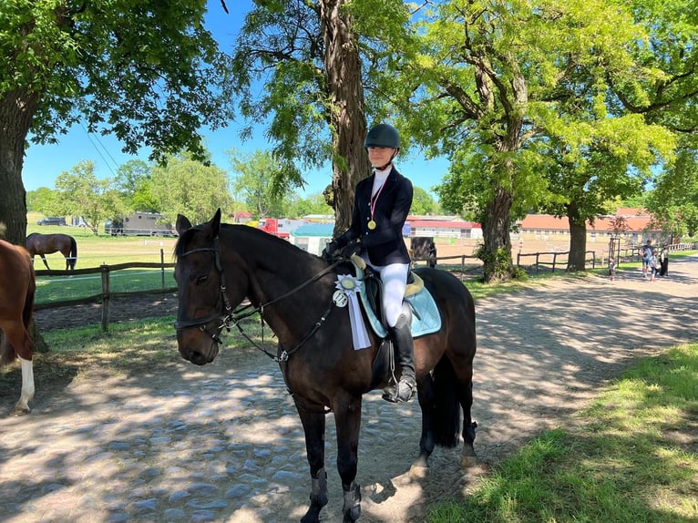 Cheval de sport allemand Hongre 18 Ans 165 cm Bai in Hennigsdorf