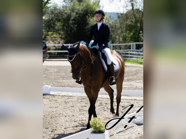 Cheval de sport allemand Hongre 18 Ans 167 cm Bai in Wiesendangen