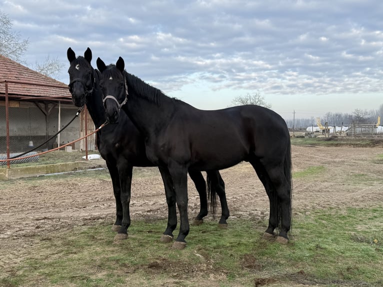 Cheval de sport allemand Hongre 18 Ans 168 cm Noir in Bácsalmás