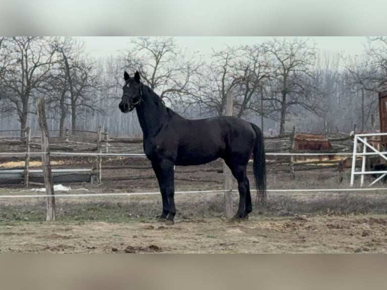 Cheval de sport allemand Hongre 18 Ans 168 cm Noir in Bácsalmás