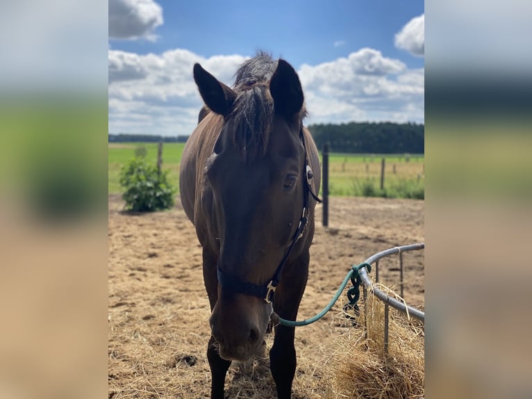 Cheval de sport allemand Hongre 18 Ans 170 cm Bai brun in Berlin