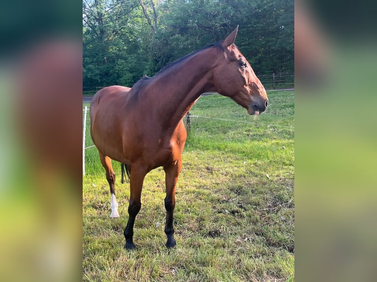 Cheval de sport allemand Hongre 18 Ans 170 cm Bai in Gestüt Pichersee Kraussnick Gross-Wasserburg