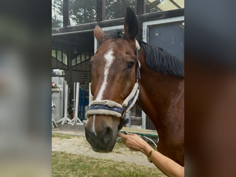 Cheval de sport allemand Hongre 18 Ans 170 cm Bai in Gestüt Pichersee Kraussnick Gross-Wasserburg