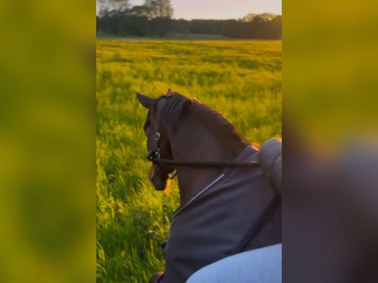 Cheval de sport allemand Hongre 18 Ans 172 cm Bai in Neustadt Dosse