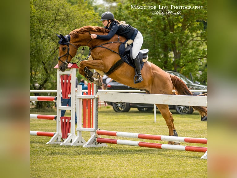 Cheval de sport allemand Hongre 18 Ans 177 cm Alezan in Lutherstadt WittenbergLutherstadt Wittenberg