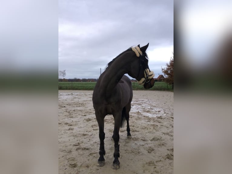 Cheval de sport allemand Hongre 19 Ans 163 cm Bai in Groß Ippener Cheval de sport allemand Hongre 19 Ans 163 cm Bai in Groß Ippener