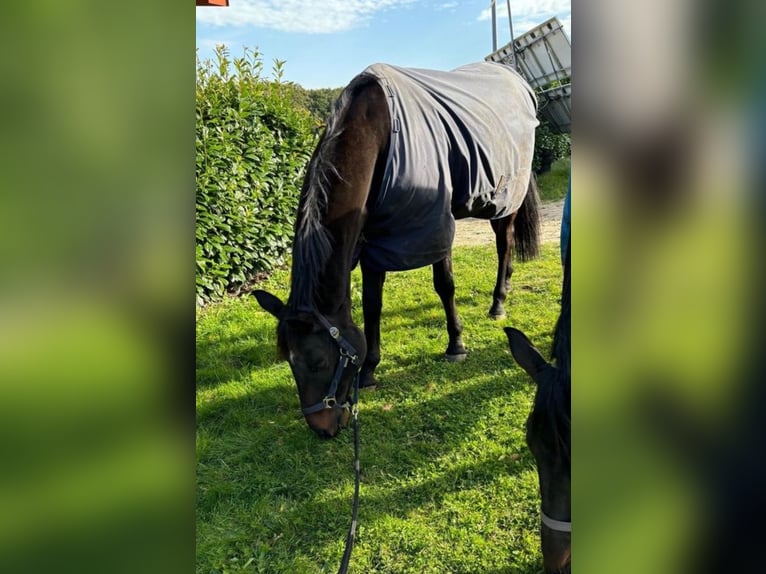 Cheval de sport allemand Hongre 19 Ans 163 cm Bai in Groß Ippener Cheval de sport allemand Hongre 19 Ans 163 cm Bai in Groß Ippener