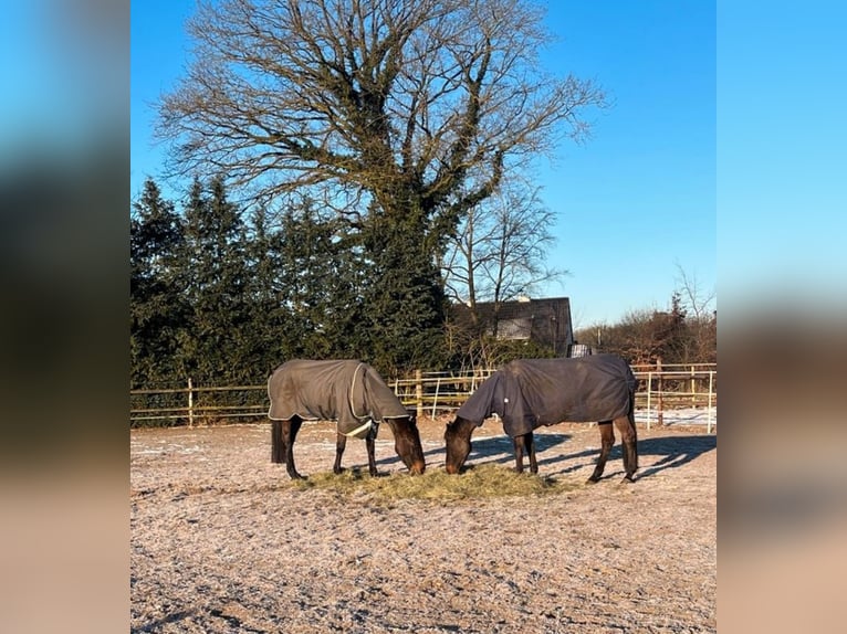 Cheval de sport allemand Hongre 19 Ans 163 cm Bai in Groß Ippener Cheval de sport allemand Hongre 19 Ans 163 cm Bai in Groß Ippener
