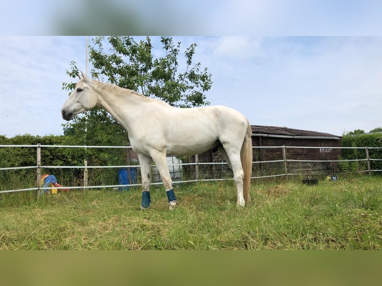 Cheval de sport allemand Hongre 19 Ans 182 cm Gris in Dettum