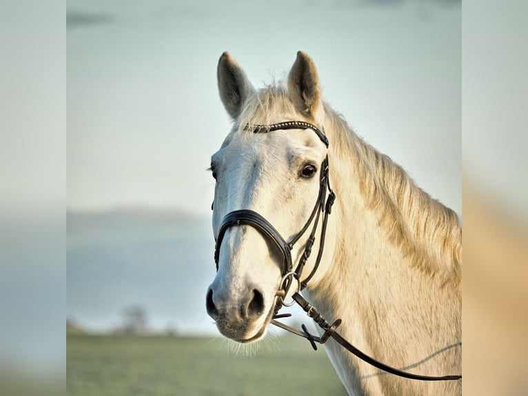 Cheval de sport allemand Hongre 19 Ans 182 cm Gris in Dettum