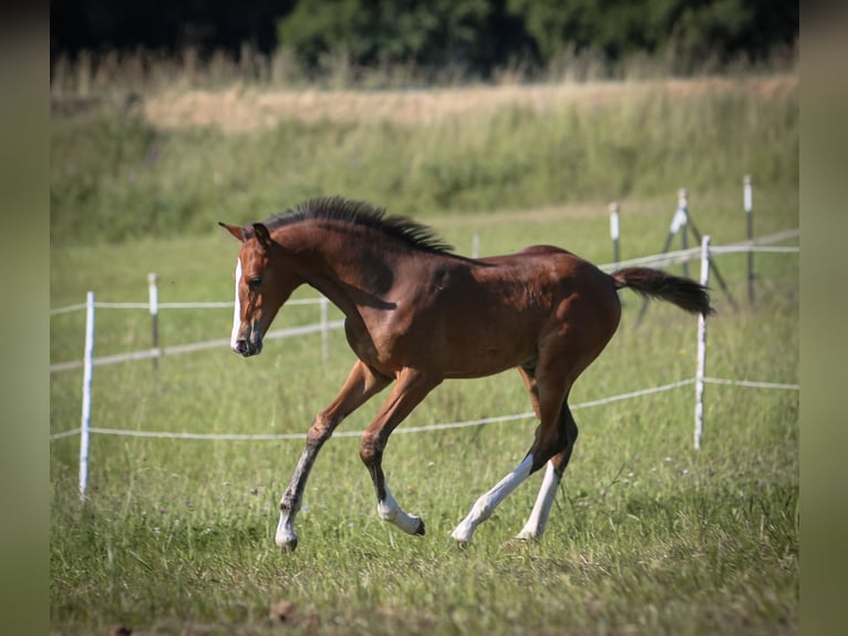 Cheval de sport allemand Hongre 1 Année 168 cm Bai in Pleystein