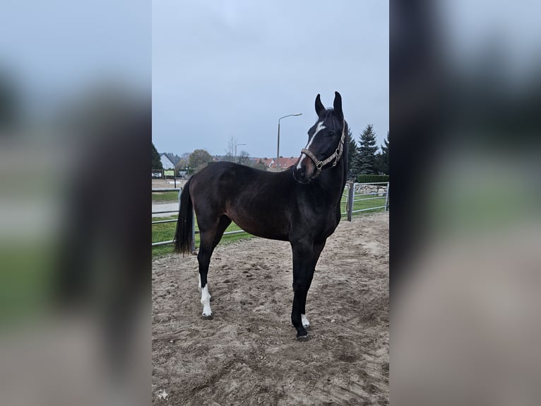 Cheval de sport allemand Hongre 1 Année 171 cm Bai brun in Mixdorf