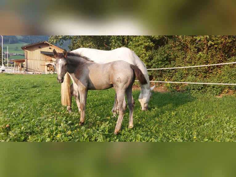 Cheval de sport allemand Hongre 1 Année 175 cm Gris noir in Au