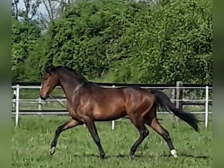 Cheval de sport allemand Hongre 1 Année Bai brun in Wustermark