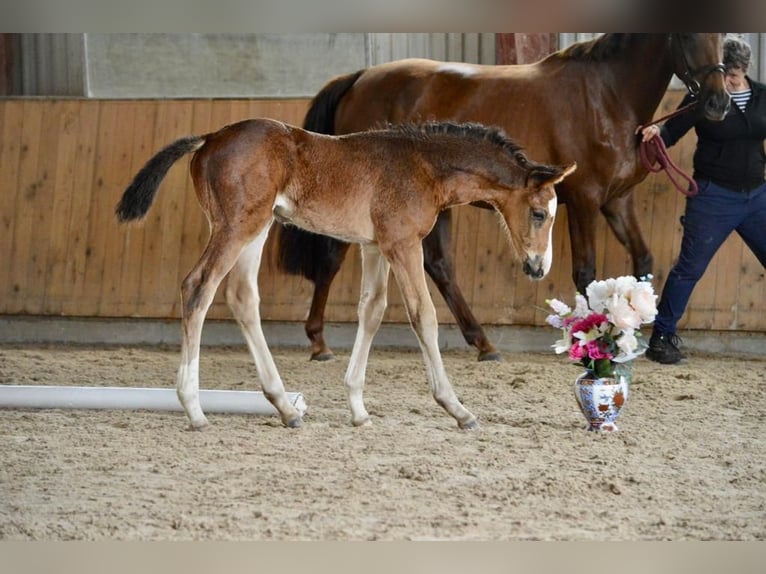 Cheval de sport allemand Hongre 1 Année Bai in Rhinow