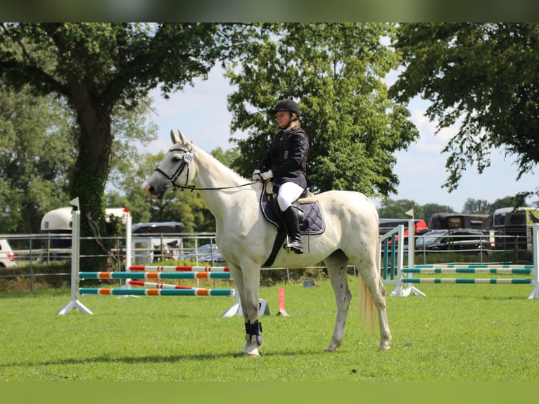 Cheval de sport allemand Hongre 20 Ans 165 cm Gris in Neumünster