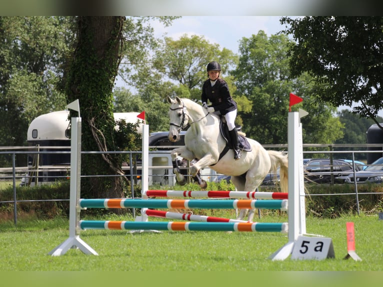 Cheval de sport allemand Hongre 20 Ans 165 cm Gris in Neumünster