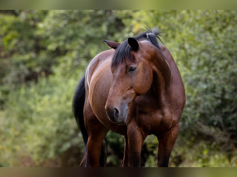 Cheval de sport allemand Hongre 21 Ans 162 cm Bai in Unterföhring