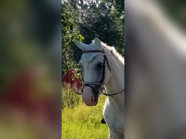 Cheval de sport allemand Hongre 21 Ans 165 cm Gris pommelé in Ostrau