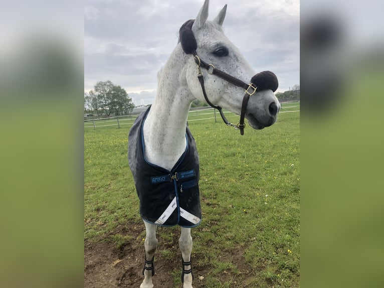 Cheval de sport allemand Hongre 21 Ans 168 cm Gris moucheté in Inning am Ammersee