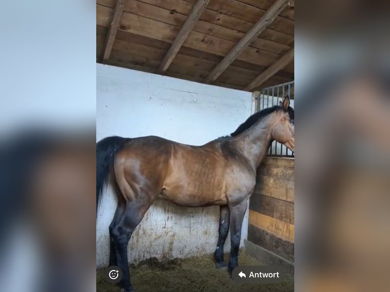 Cheval de sport allemand Hongre 21 Ans 169 cm Bai in Radebeul