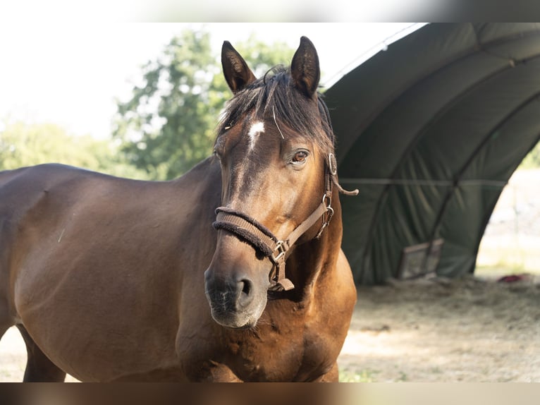 Cheval de sport allemand Hongre 21 Ans 169 cm Bai in Radebeul