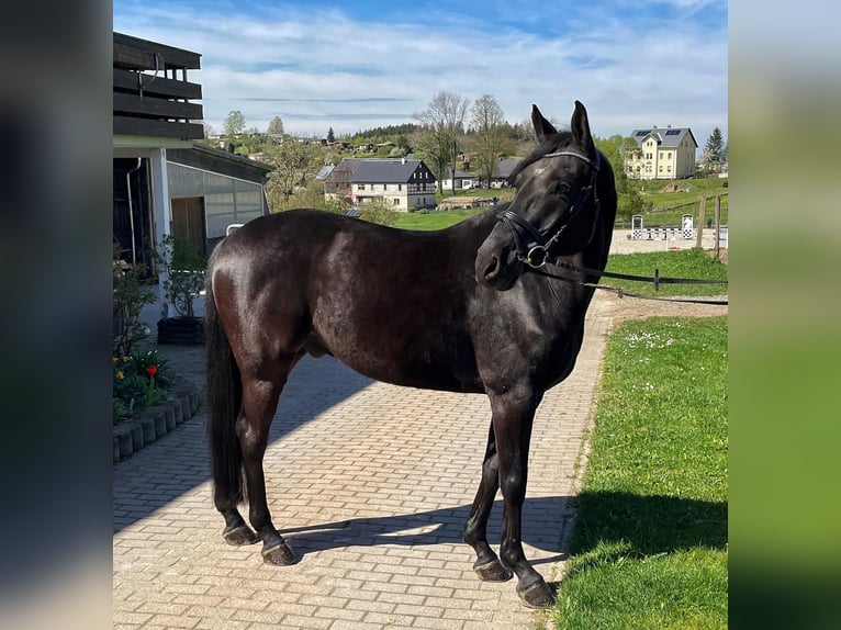 Cheval de sport allemand Hongre 22 Ans 162 cm Noir in Penig