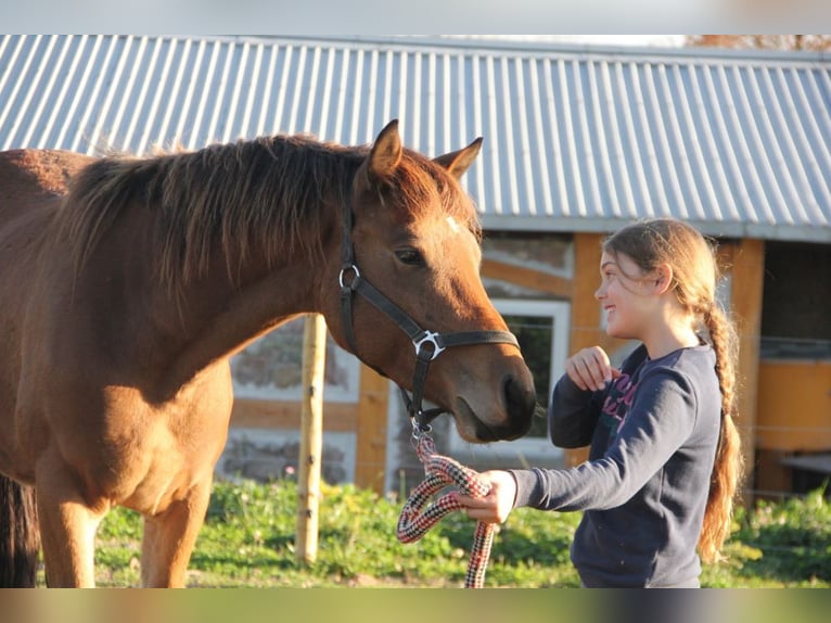 Cheval de sport allemand Croisé Hongre 2 Ans 155 cm Bai in Mudau