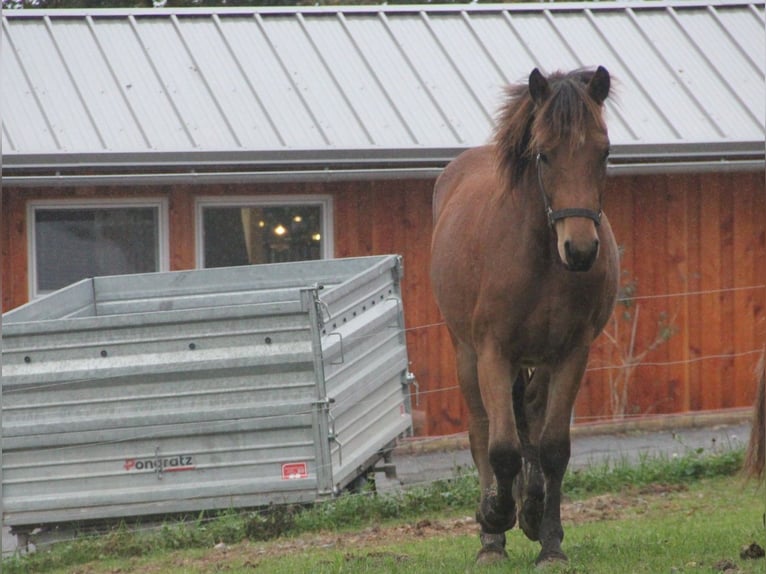 Cheval de sport allemand Croisé Hongre 2 Ans 155 cm Bai in Mudau