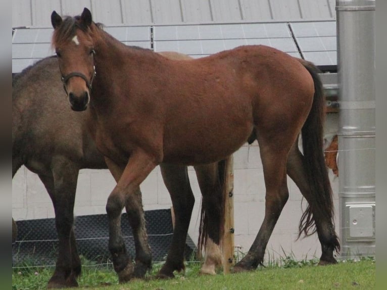 Cheval de sport allemand Croisé Hongre 2 Ans 155 cm Bai in Mudau