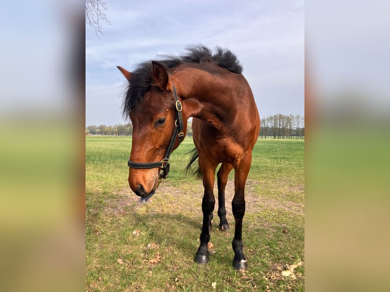 Cheval de sport allemand Hongre 2 Ans 158 cm Bai in Coswig/Anhalt