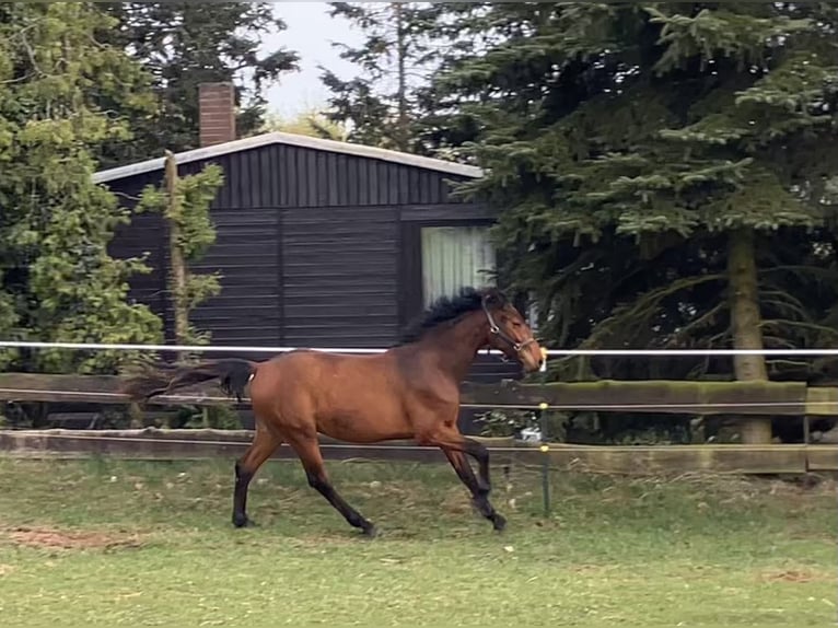Cheval de sport allemand Hongre 2 Ans 158 cm Bai in Coswig/Anhalt